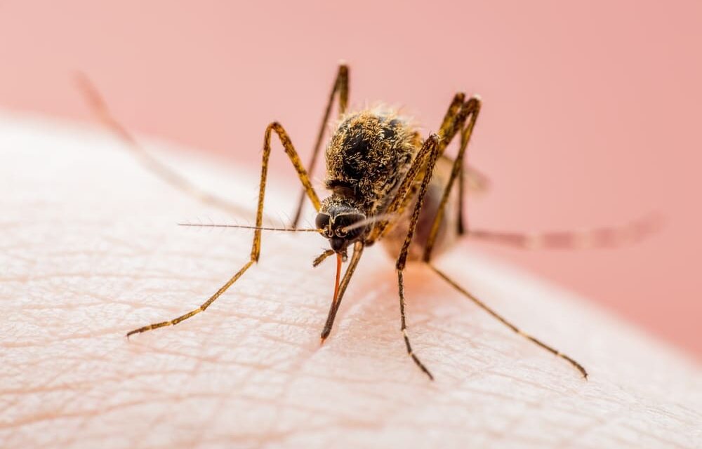 West Nile in Campania: nove casi confermati e misure straordinarie negli ospedali