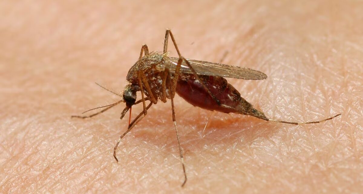 West Nile, salgono a 13 le vittime in Italia: nuovi decessi in Campania e Lazio