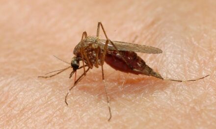 West Nile, salgono a 13 le vittime in Italia: nuovi decessi in Campania e Lazio